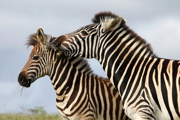 Zebra ısırık — Stok fotoğraf