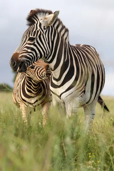 Mordida de zebra — Fotografia de Stock