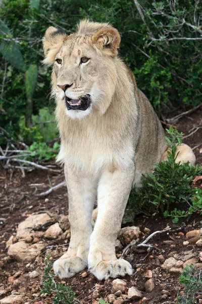 Lion Portrait — Zdjęcie stockowe
