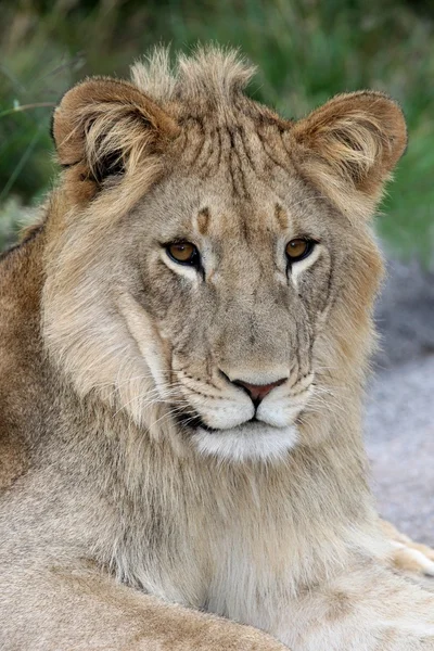 Leão selvagem jovem — Fotografia de Stock