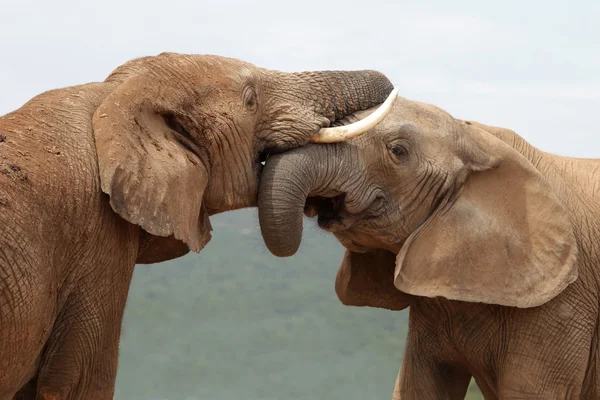 Saudação elefante africano — Fotografia de Stock