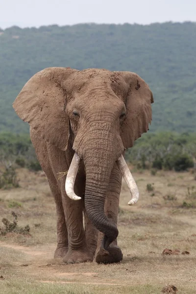 Slon africký býk — Stock fotografie