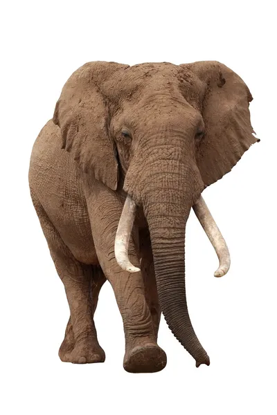 Elefante africano isolado em branco — Fotografia de Stock