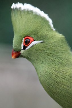 Knysna loerie veya turaco kuş