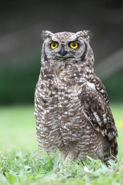 Spotted Eagle Owl on Grass — Stock Photo, Image
