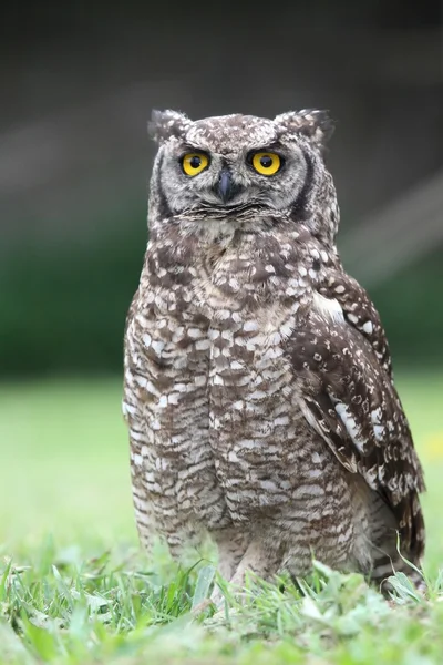 Avvistato gufo aquila su erba — Foto Stock