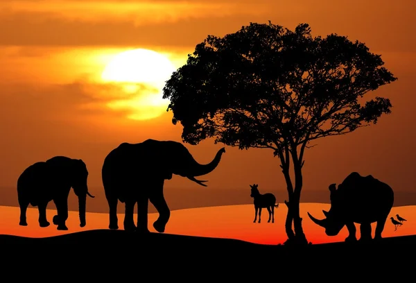 Afrika yaban hayatı günbatımı sahne — Stok fotoğraf