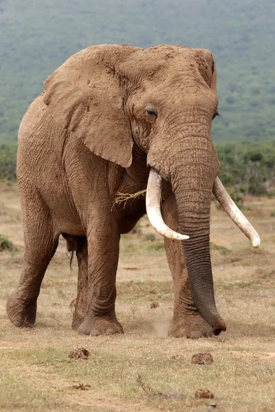 Afrikanischer Elefantenbulle — Stockfoto
