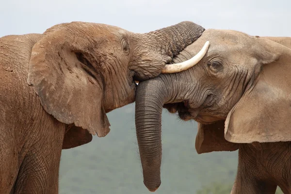 Afrikansk elefant hälsning — Stockfoto