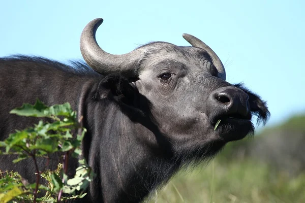 Kafferbuffel portret — Stockfoto