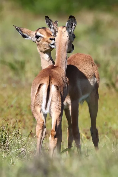 Antilope Impala bébé — Photo