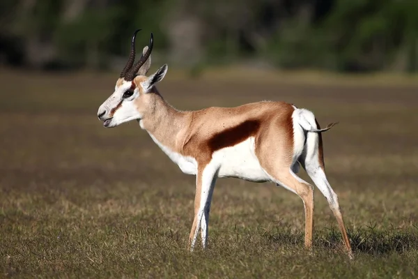 Springbok Antelope — Stock Photo, Image