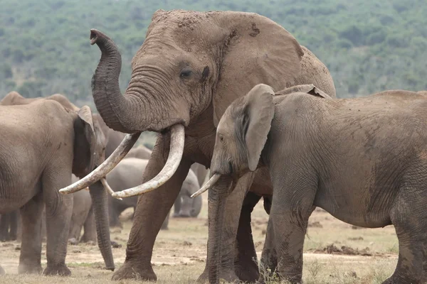 Koledzy słonia afrykańskiego — Zdjęcie stockowe