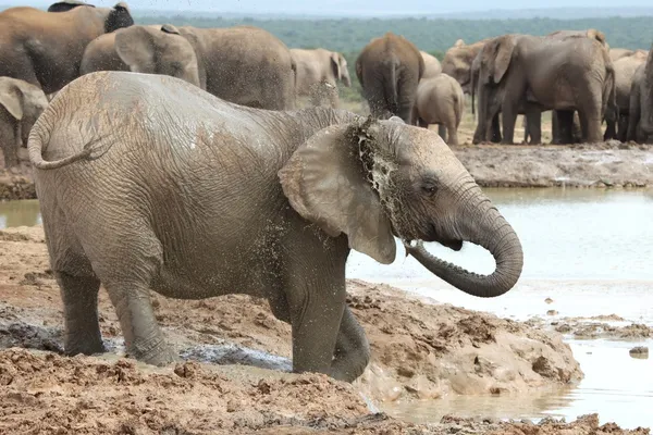 Elefantes africanos enfriándose — Foto de Stock