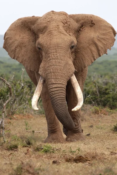 African Elephant Bull — Stock Photo, Image