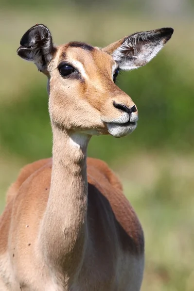 Impala-Antilopenschaf — Stockfoto