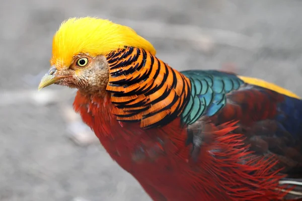 Gouden pheasany vogel — Stockfoto