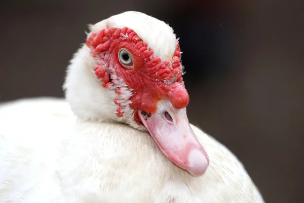 Muscovy Duck — Stock Photo, Image