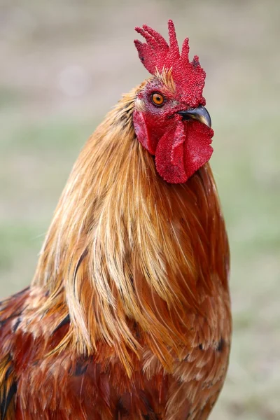 Retrato de gallo rojo — Foto de Stock