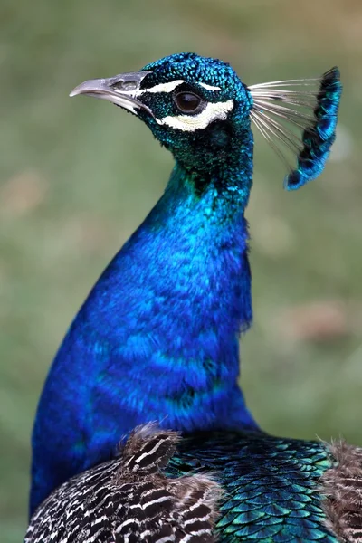 Peacock Portrait — Stock Photo, Image