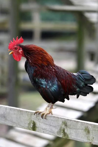 Cock Crowing — Stock Photo, Image