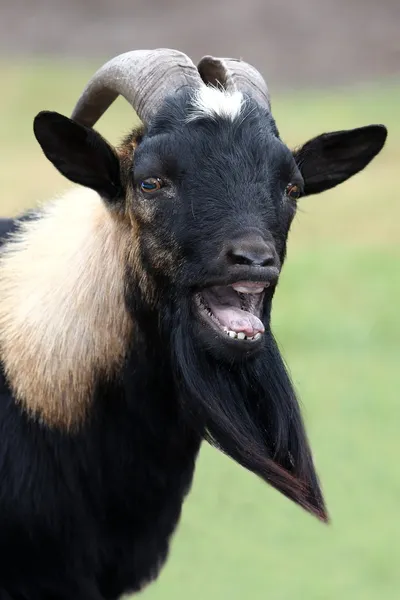 Retrato de cabra de billy — Fotografia de Stock