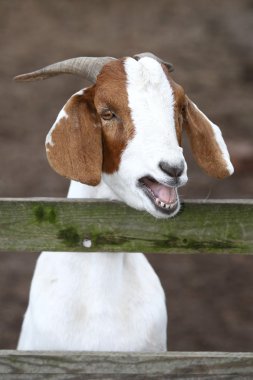 Bleating Goat Portrait clipart