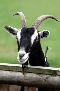 Billy Goat Portrait clipart