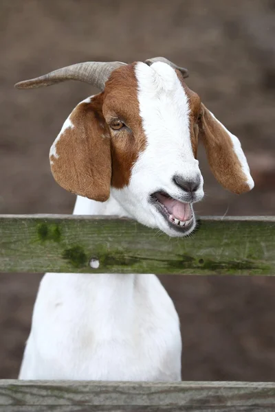 Retrato de cabra sangrante —  Fotos de Stock