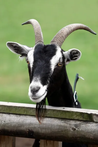 Billy goat porträtt — Stockfoto