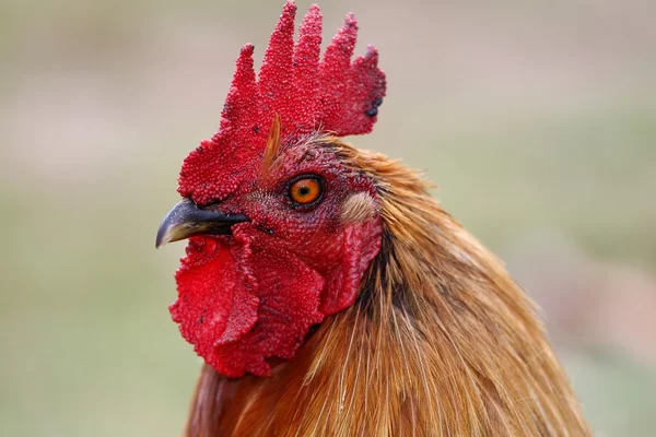 Retrato de gallo rojo — Foto de Stock