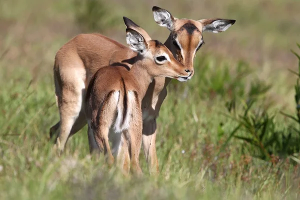 Baby impala antiloper kyss — Stockfoto