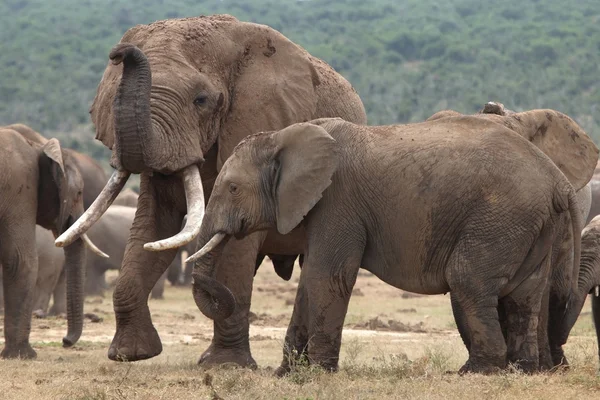 Compagni di elefanti africani — Foto Stock