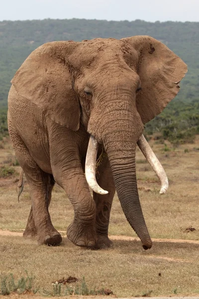 아프리카 코끼리 황소 — 스톡 사진