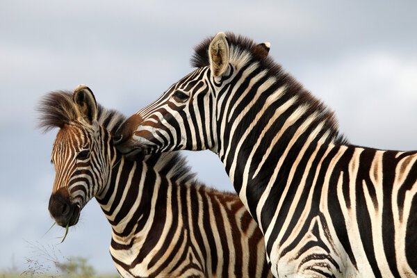 Burchells or plains zebras with one biting the other