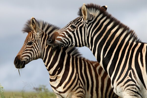 Burchells or plains zebras with one biting the other