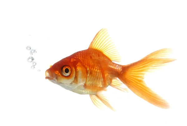 Goldfisch bläst Blasen — Stockfoto