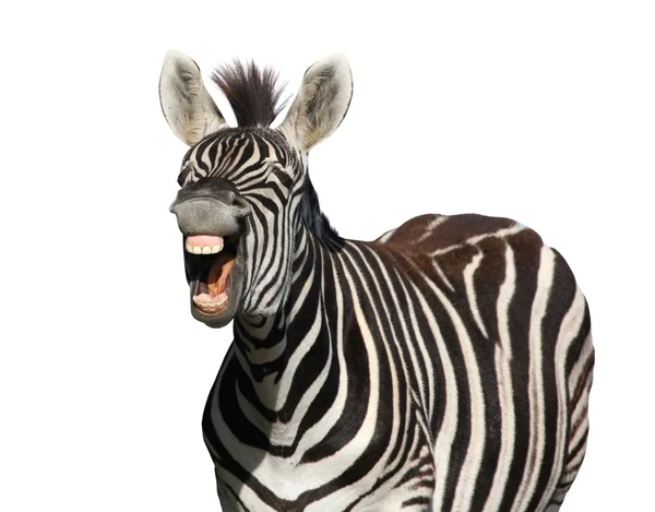 Zebra smát nebo křičet — Stock fotografie