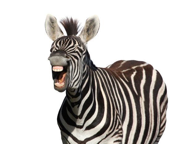 Zebra Laugh or Shout