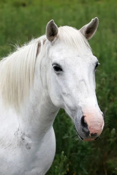 Fehér ló portré — Stock Fotó