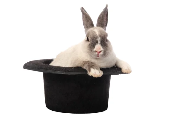 Trucco del coniglio — Foto Stock