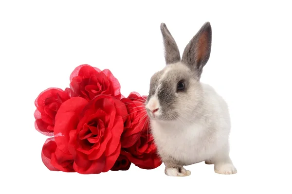 Кролик и розы — стоковое фото