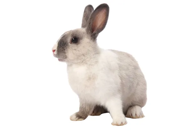 Bunny Rabbit Isolated — Stock Photo, Image