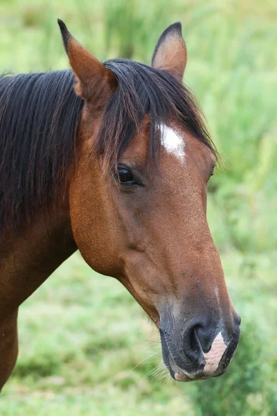 Ritratto cavallo marrone — Foto Stock