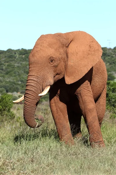 Elefante africano Hombre — Foto de Stock