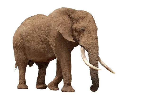 非洲大象-隔离 — 图库照片