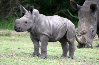 Baby Rhinoceros clipart
