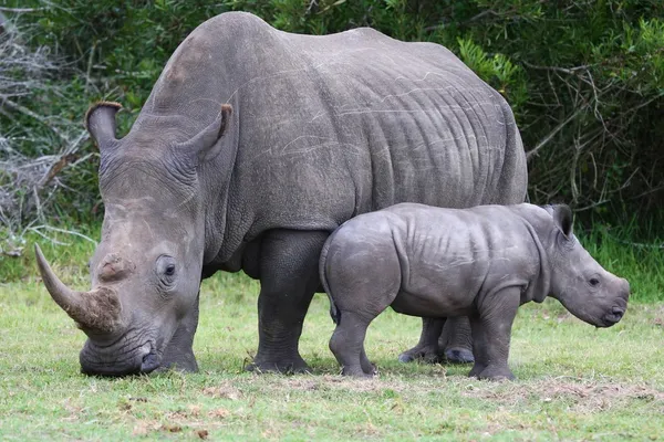 Bebé rinoceronte y mamá —  Fotos de Stock