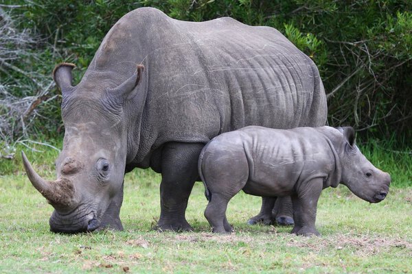 Bebé rinoceronte y mamá — Foto de Stock