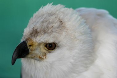 Balık eagle portresi